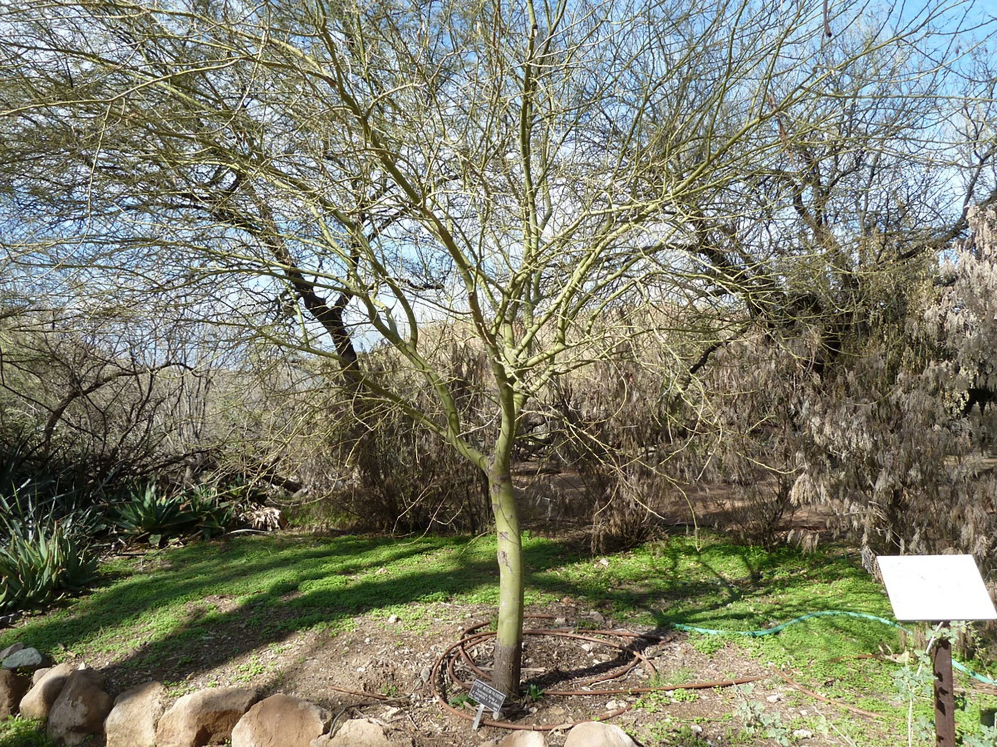 Parkinsonia florida 05.jpg