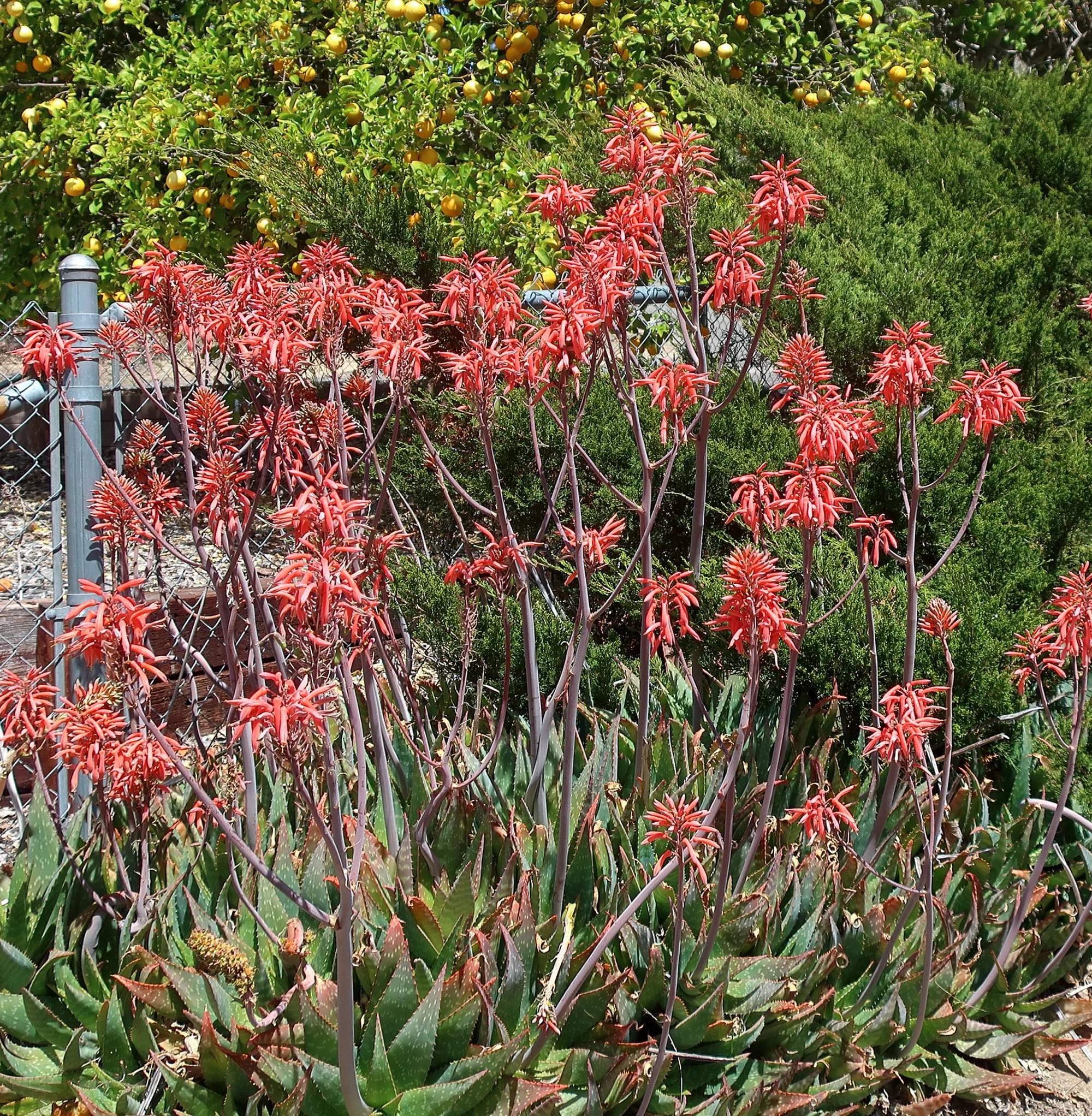 Aloe maculata 04.jpg