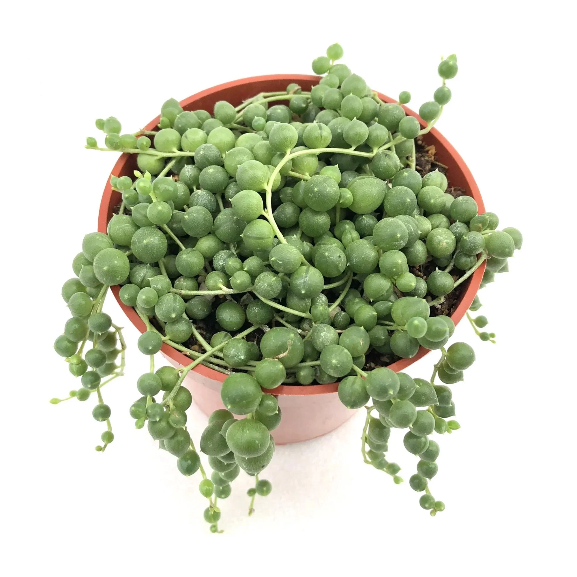 Senecio rowleyanus 02.jpg