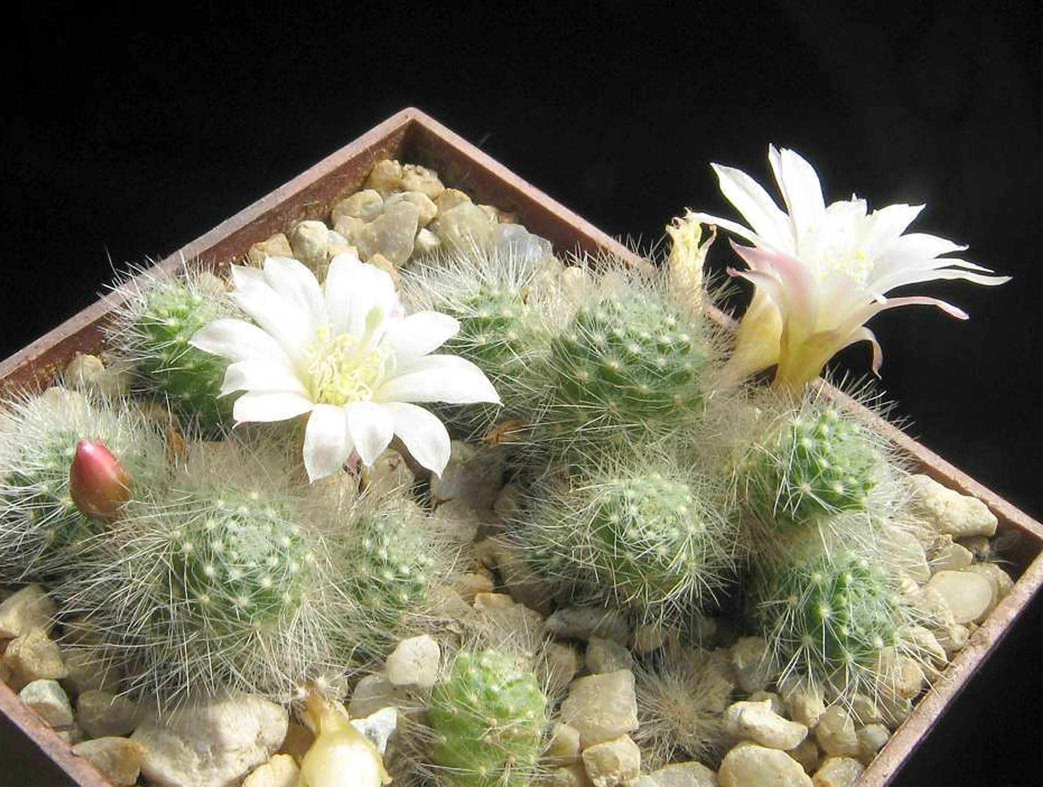 rebutia albiflora 01.jpg