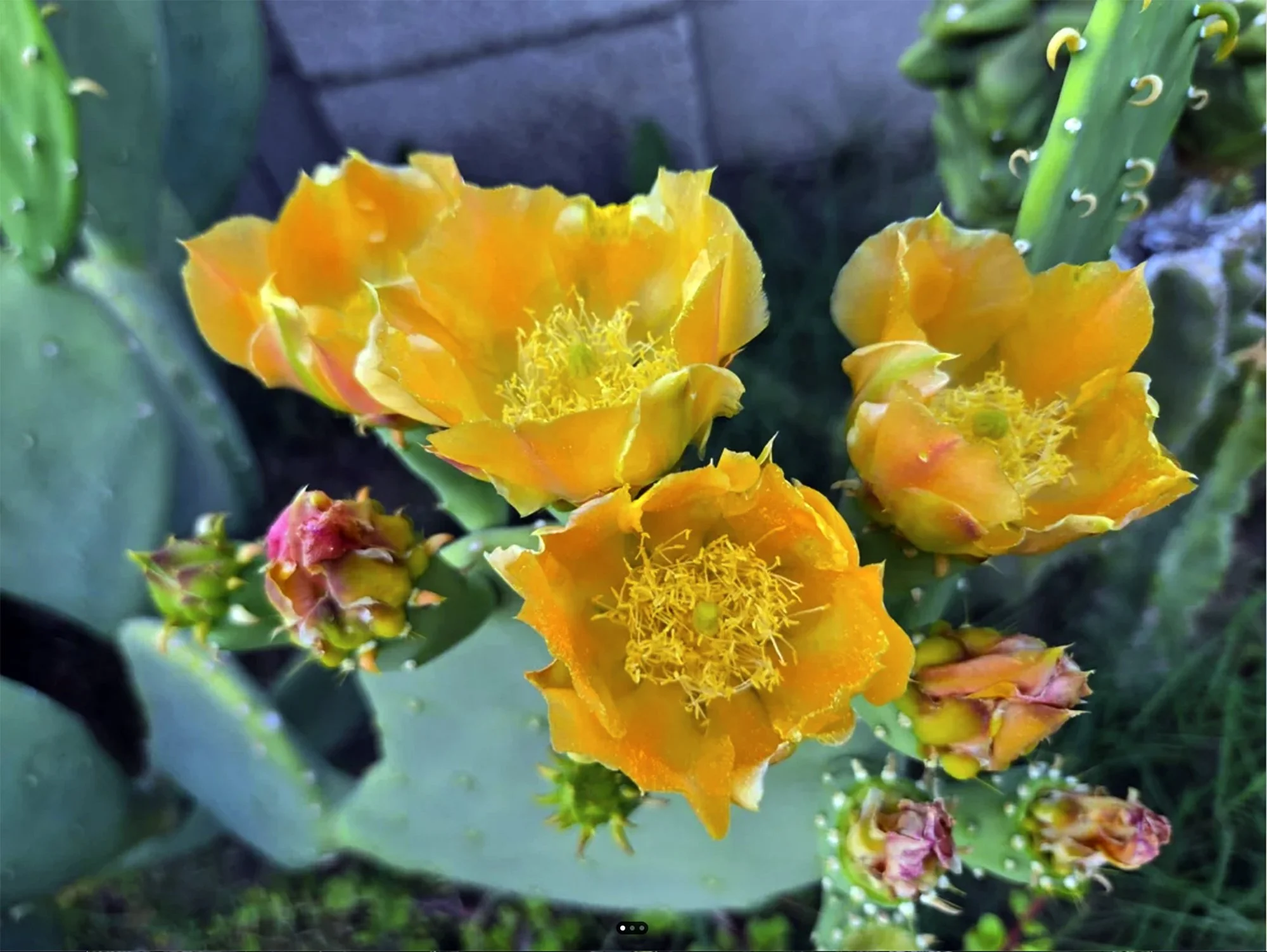 Opuntia cacanapa ‘Ellisiana’ (Ellisiana Prickly Pear)