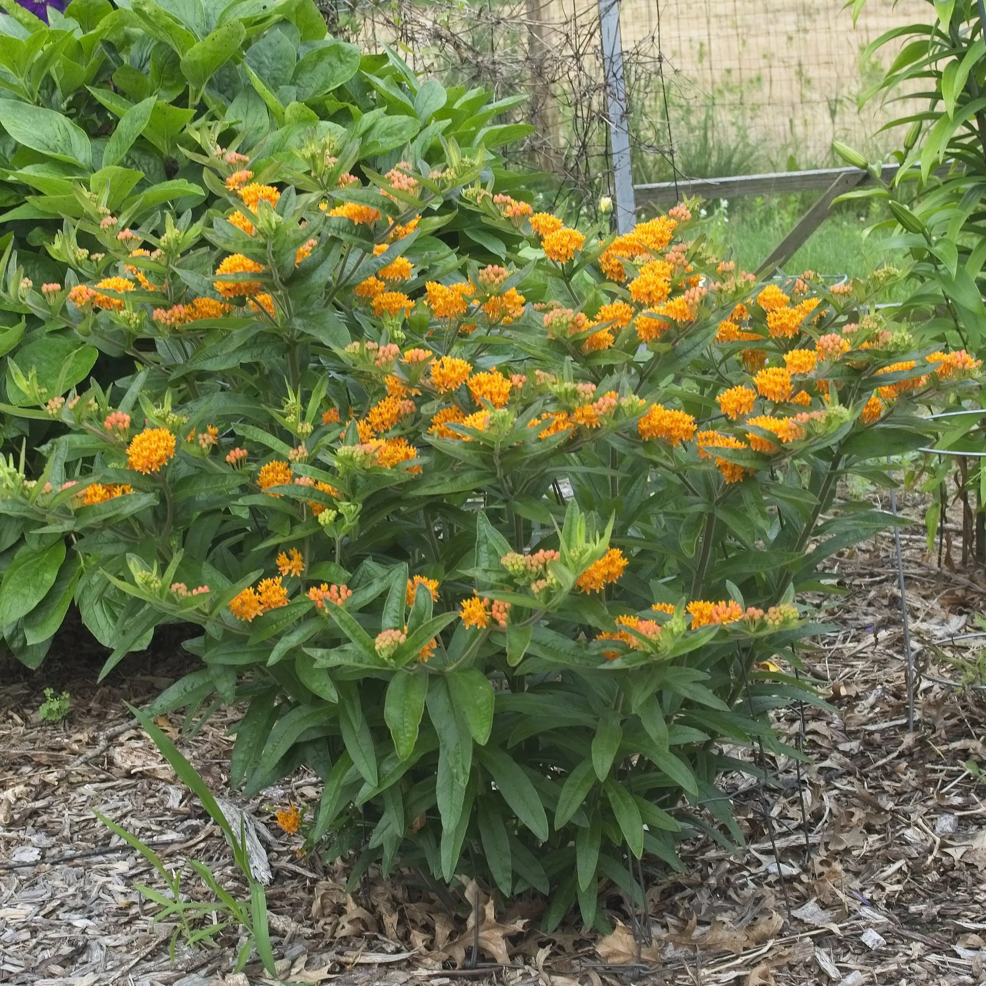Asclepias tuberosa 03.jpg