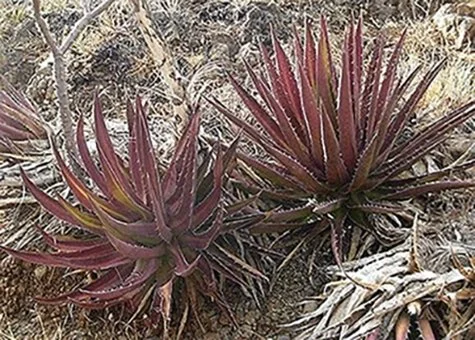 Agave kerchovei ‘Huajuapan Red’ (Huajuapan Red Agave)