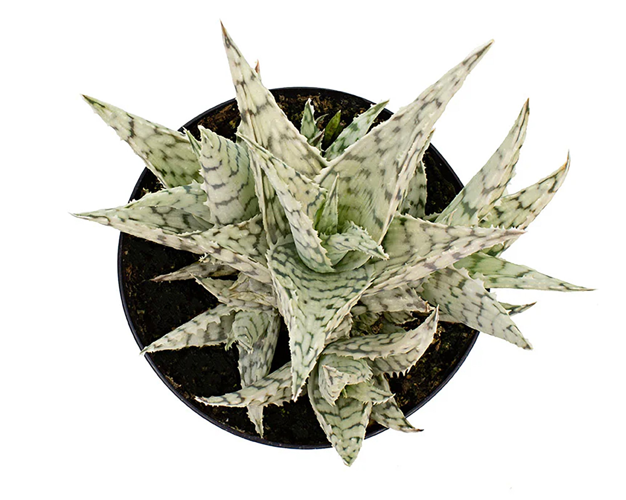 Aloe 'Blizzard' 02.jpg