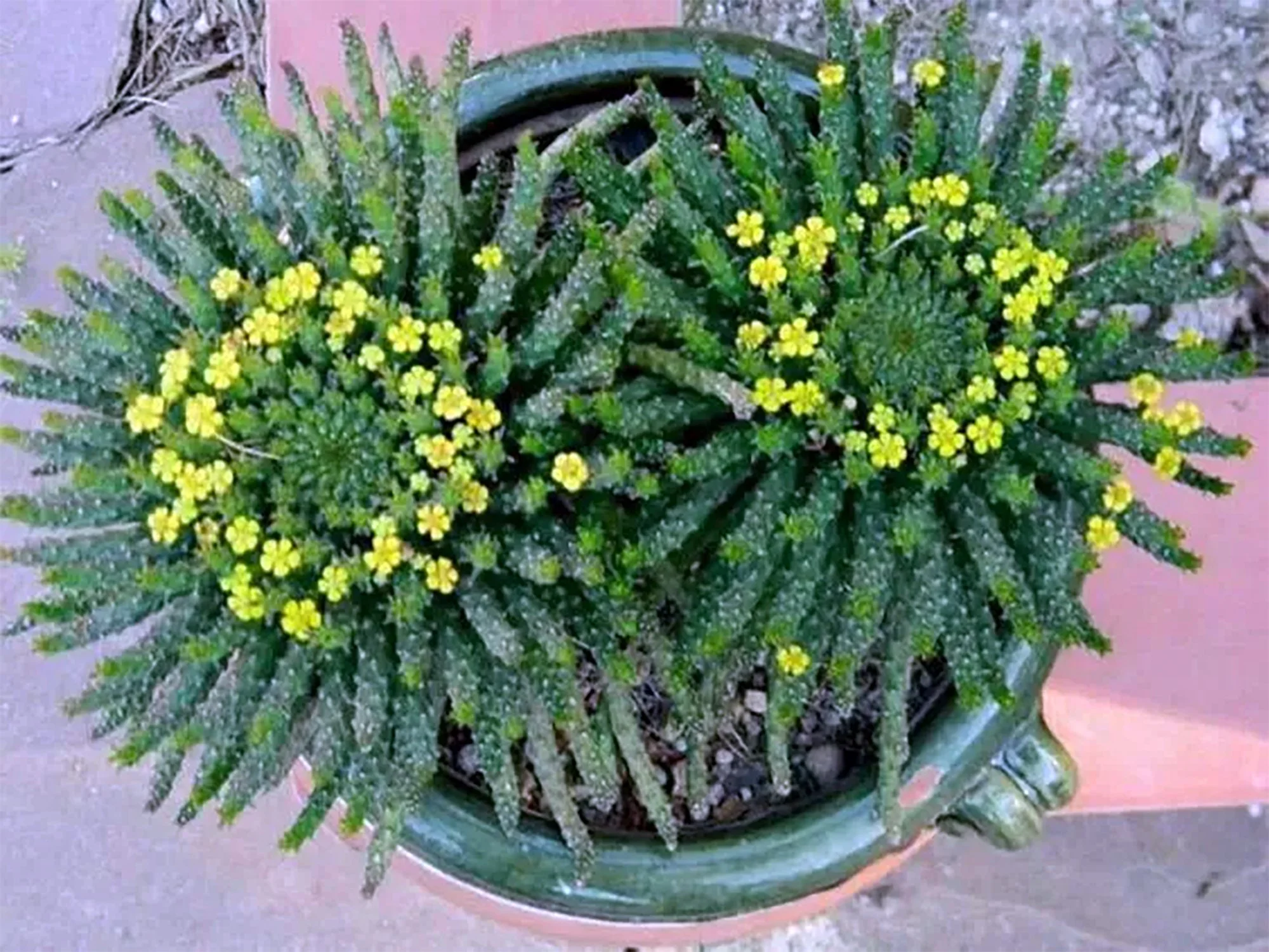 Euphorbia caput-medusae 02.jpg