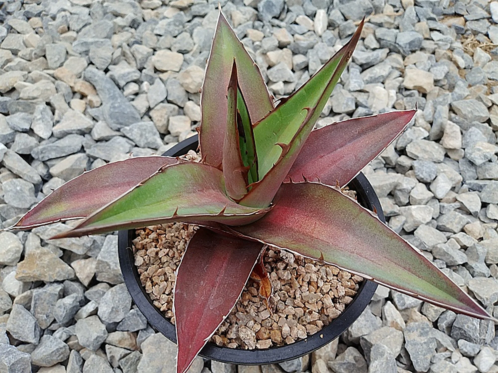Agave kerchovei 'Huajuapan Red' 01.jpg