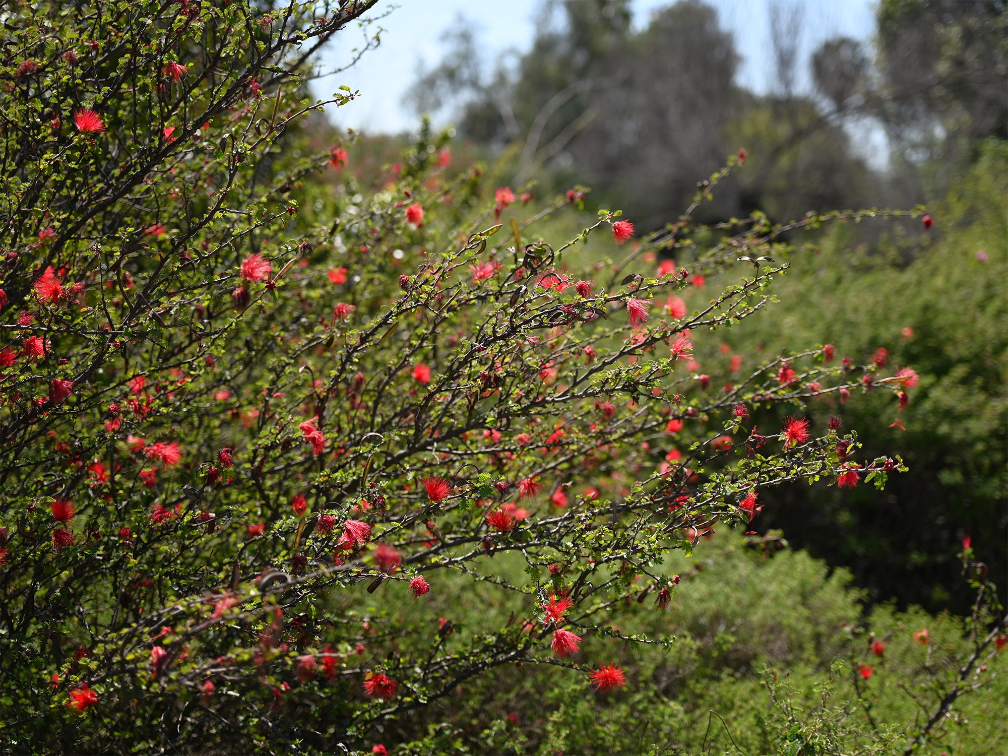 Calliandra californica 03.jpg