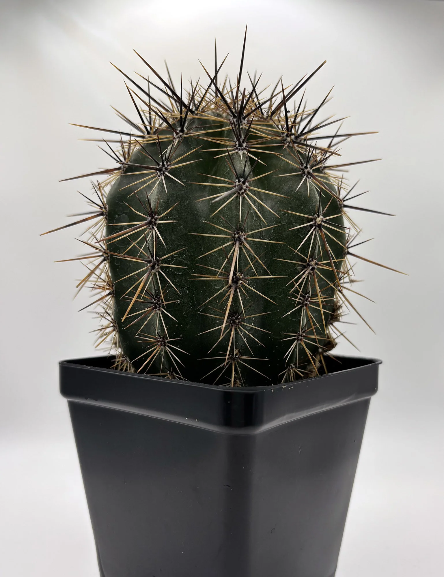 saguaro large 01.jpg