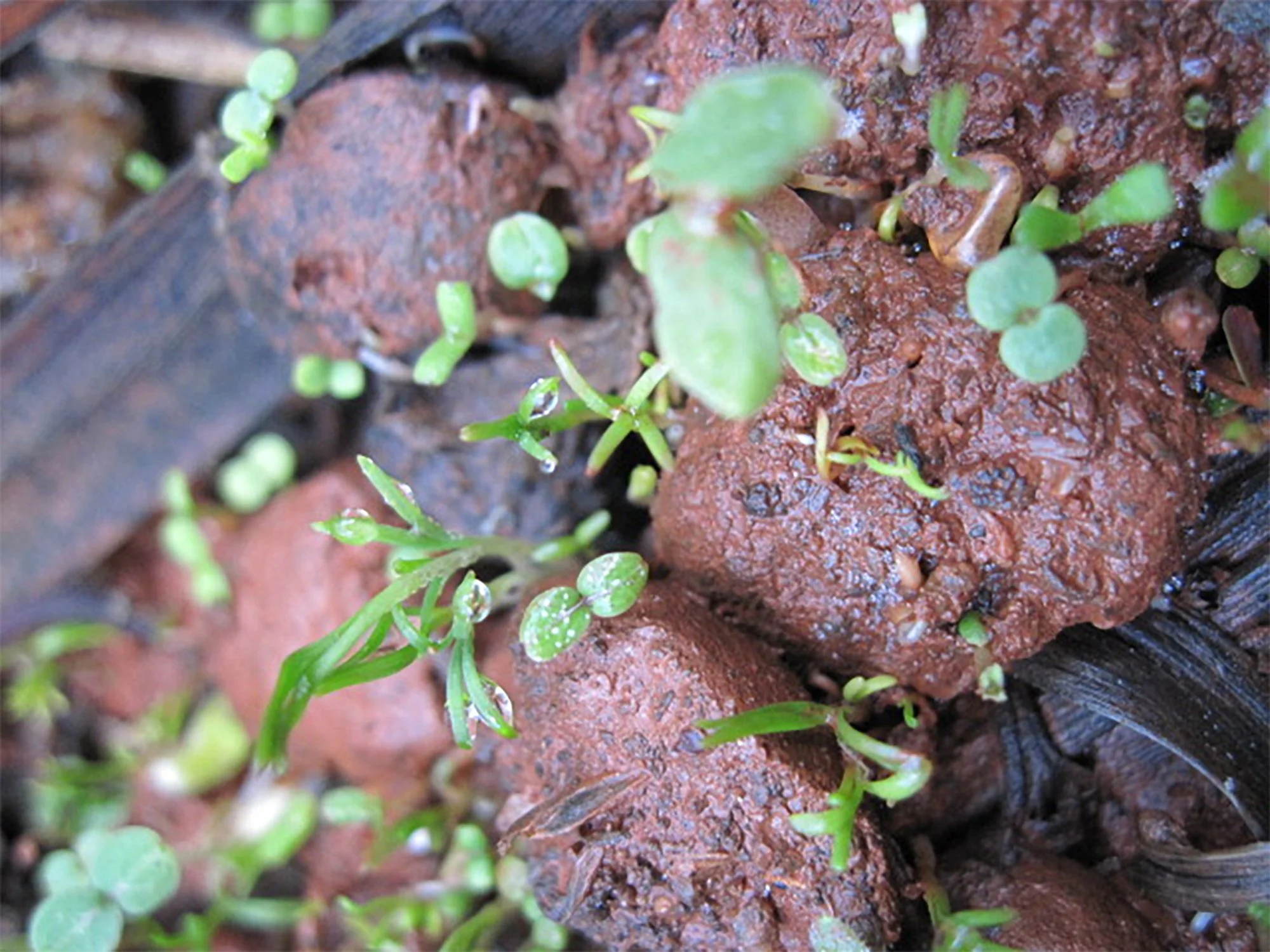 Close-up of small green seedlings sprouting from moist, brown soil and decomposing plant matter.