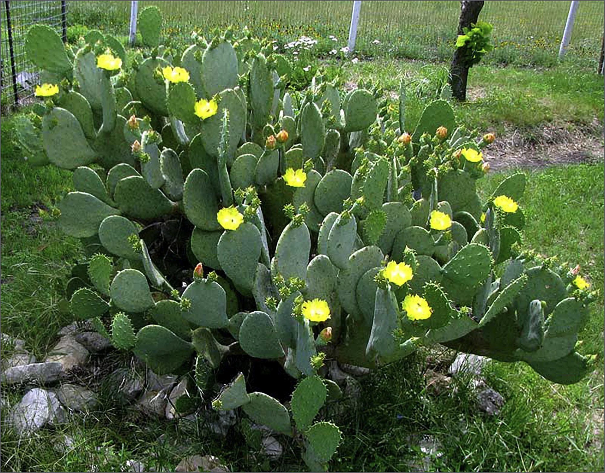 Opuntia cacanapa 'Ellisiana' 03.jpg