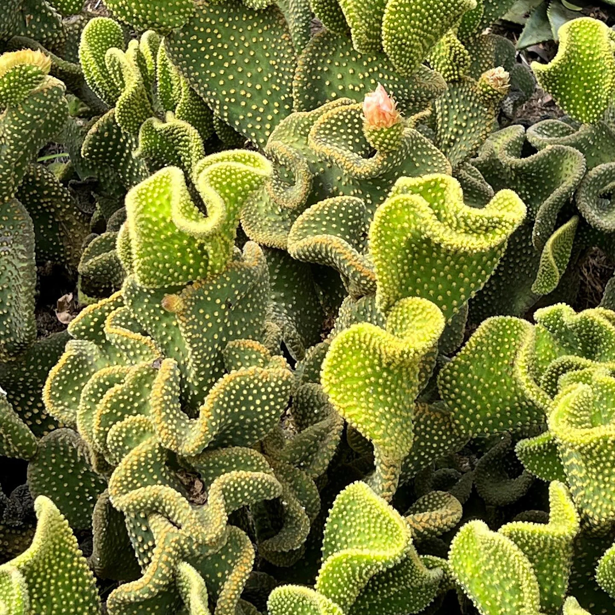 Opuntia microdasys f monstrosa 02.jpg