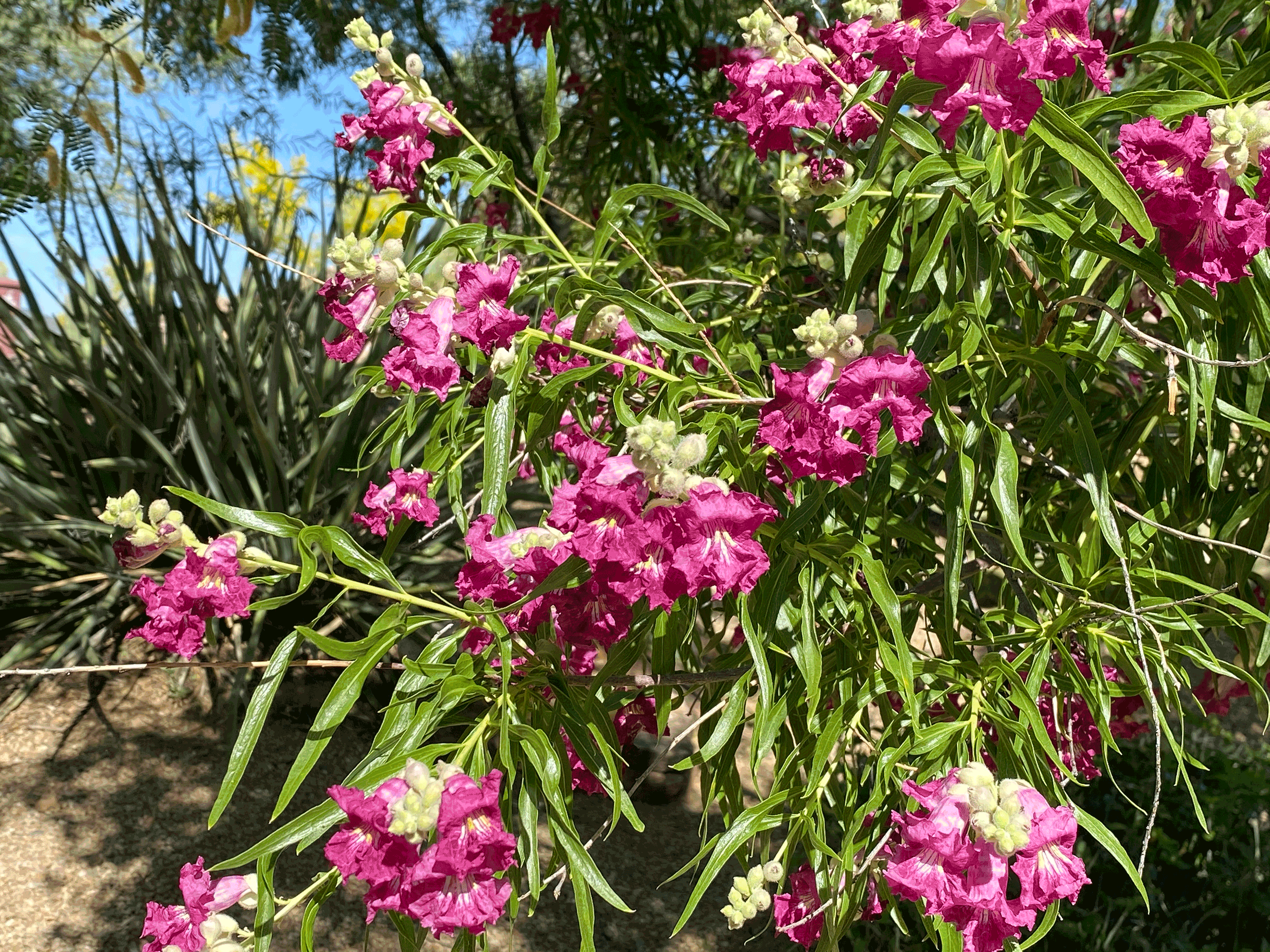 chilopsis linearis 06.png