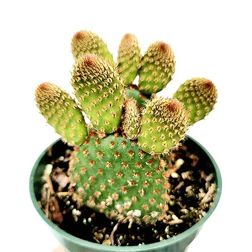 Opuntia microdasys subsp. rufida 01.jpg