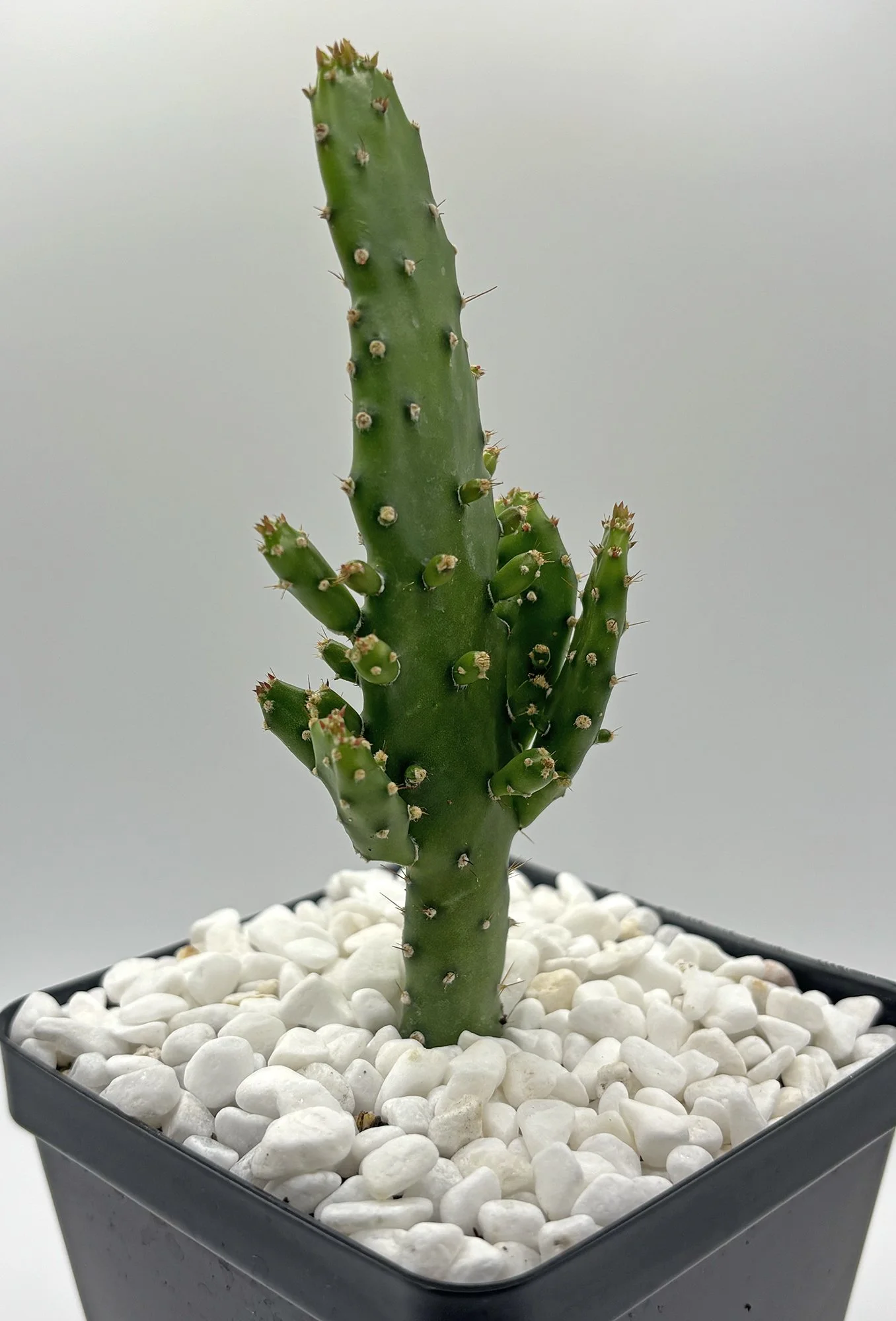 opuntia monacantha maverick 01.jpg