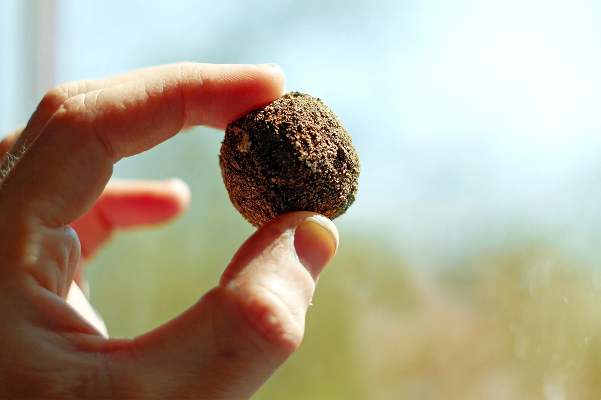A person's hand holding a small, round, dark brown seed with a textured surface against a blurred outdoor background.
