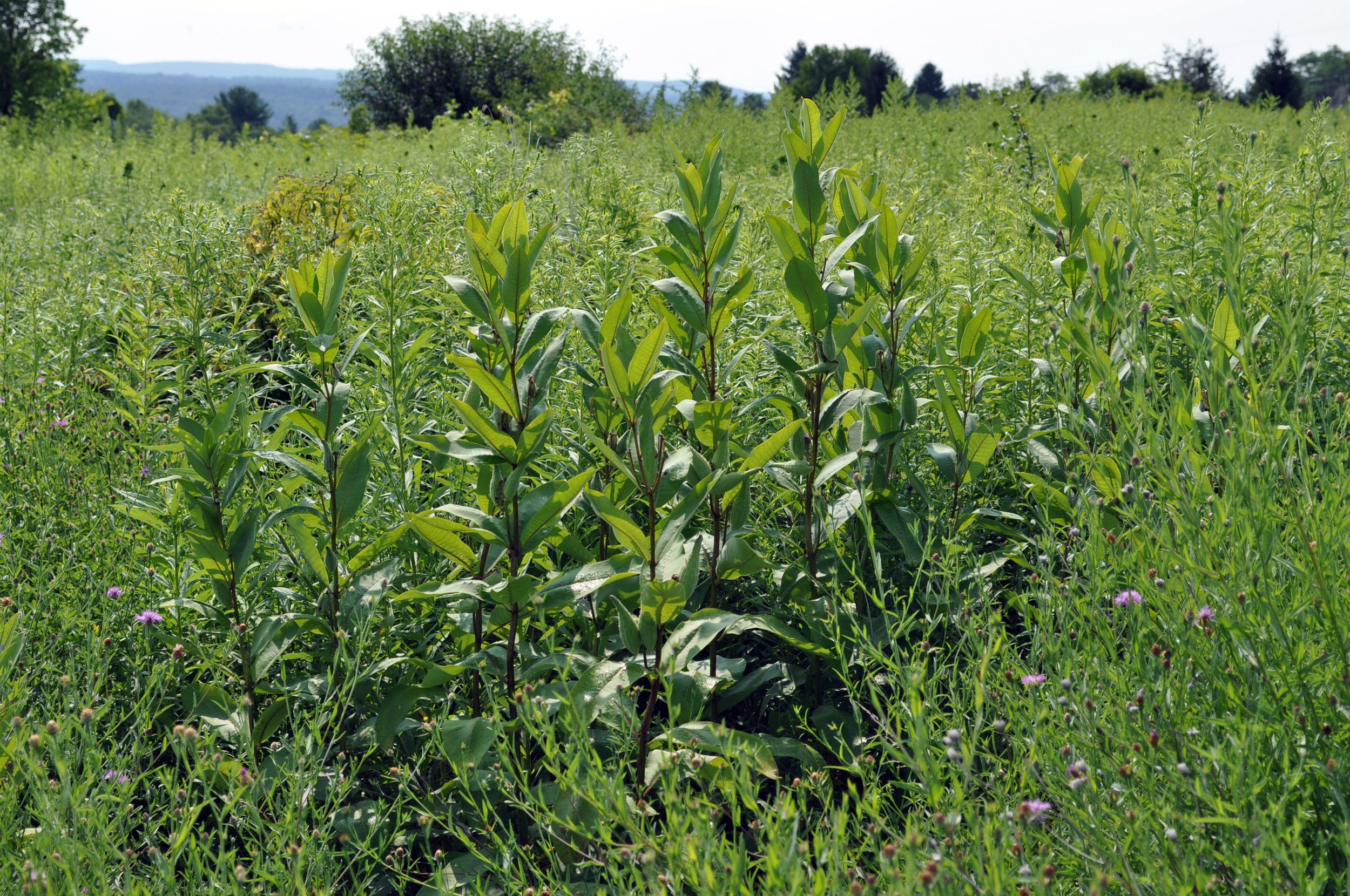 Green field of various plants and foliage on a sunny day, with trees and hills in the distance.