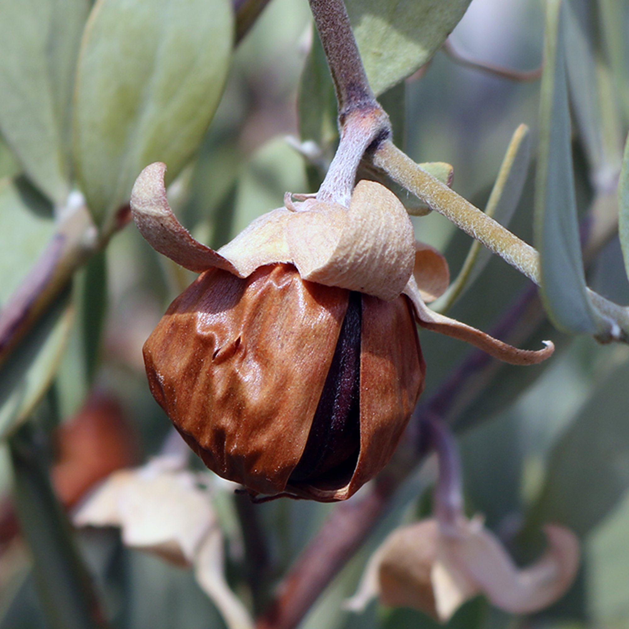 Simmondsia chinensis 01.jpg