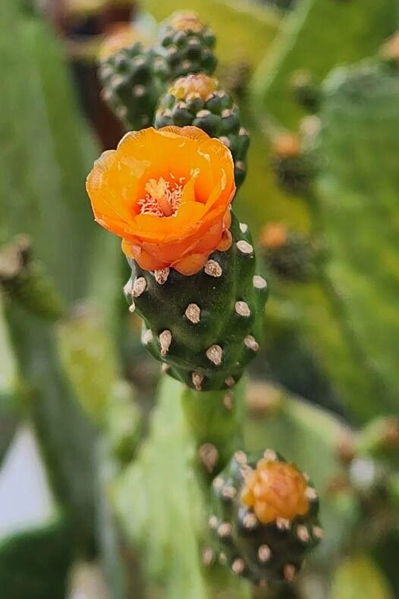 Consolea rubescens 02.jpg