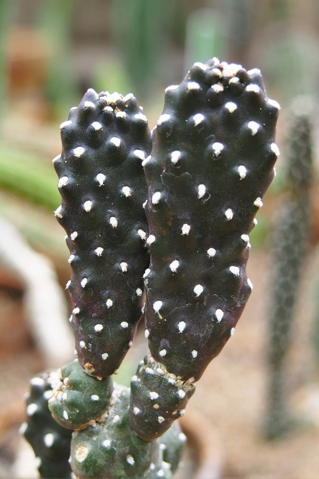 Consolea rubescens 01.jpg