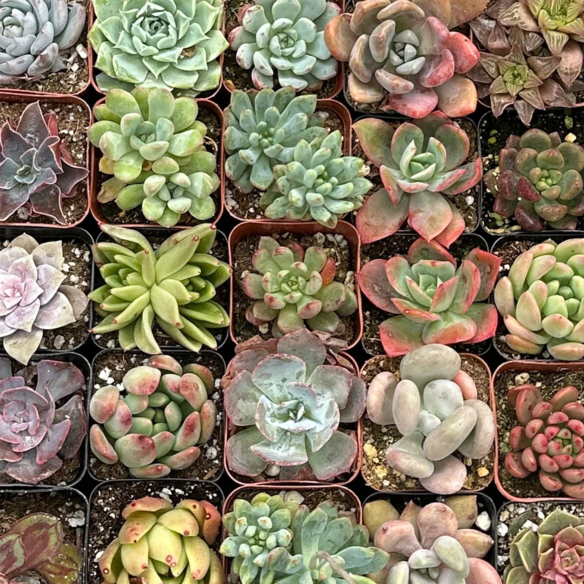 succulent club 03.jpg