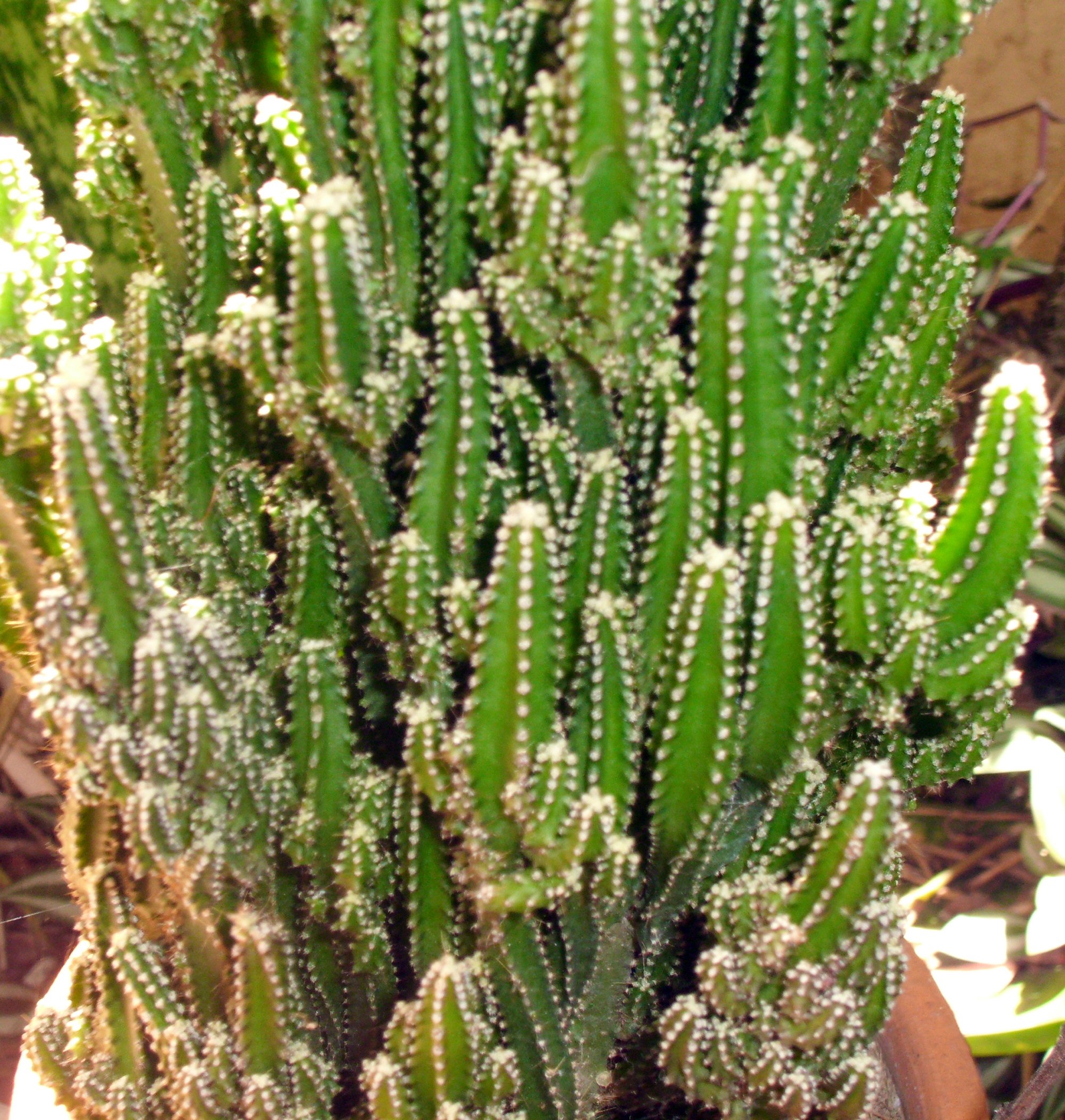 Acanthocereus tetragonus 02.jpg