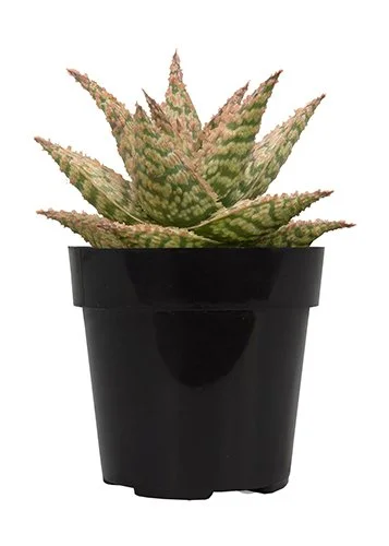 Aloe 'Firecracker' (Firecracker Aloe)