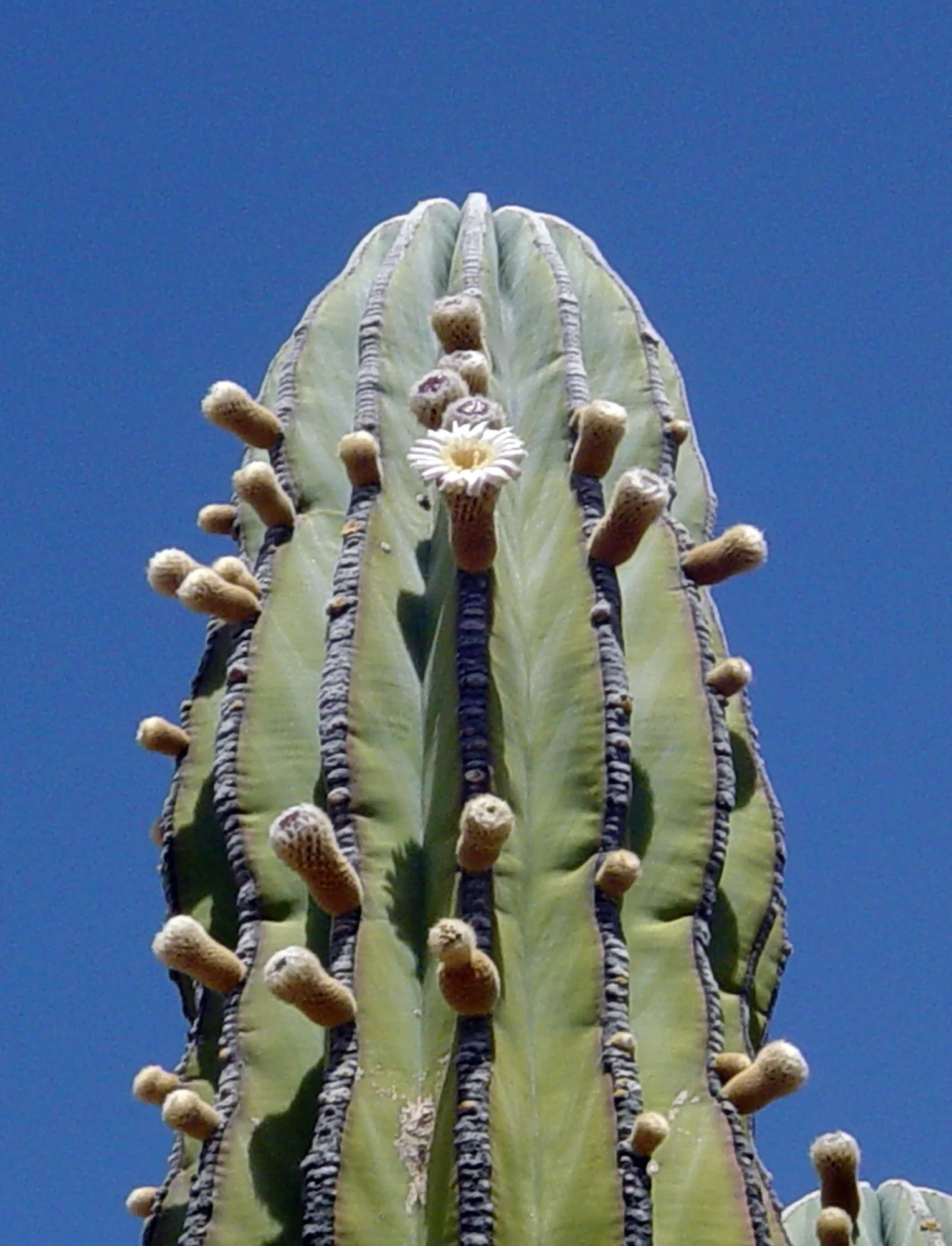 Pachycereus pringlei 02.jpg