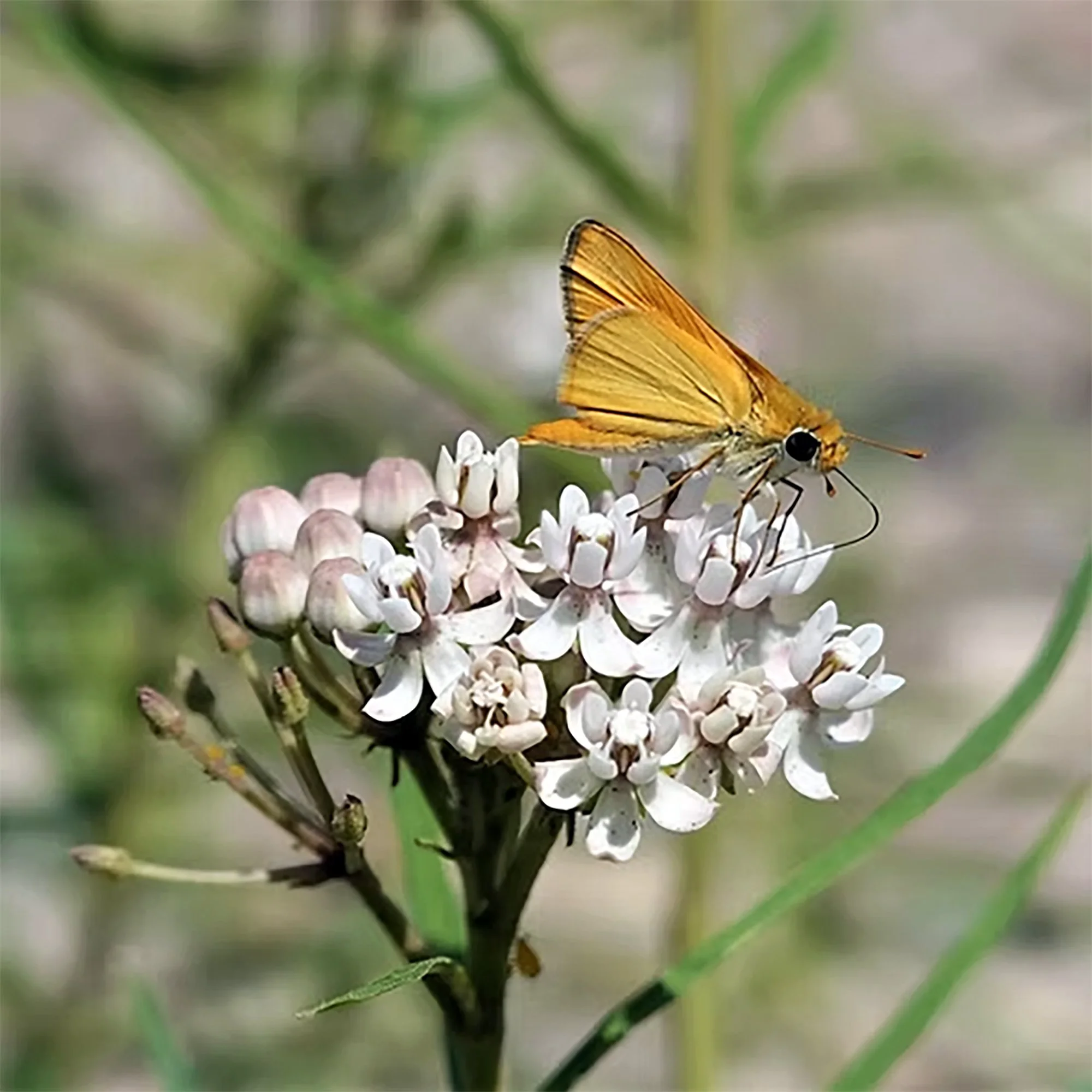 Asclepias angustifolia (Arizona Milkweed) Seeds
