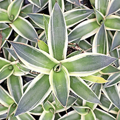 Agave 'Snow Glow' 01.jpg