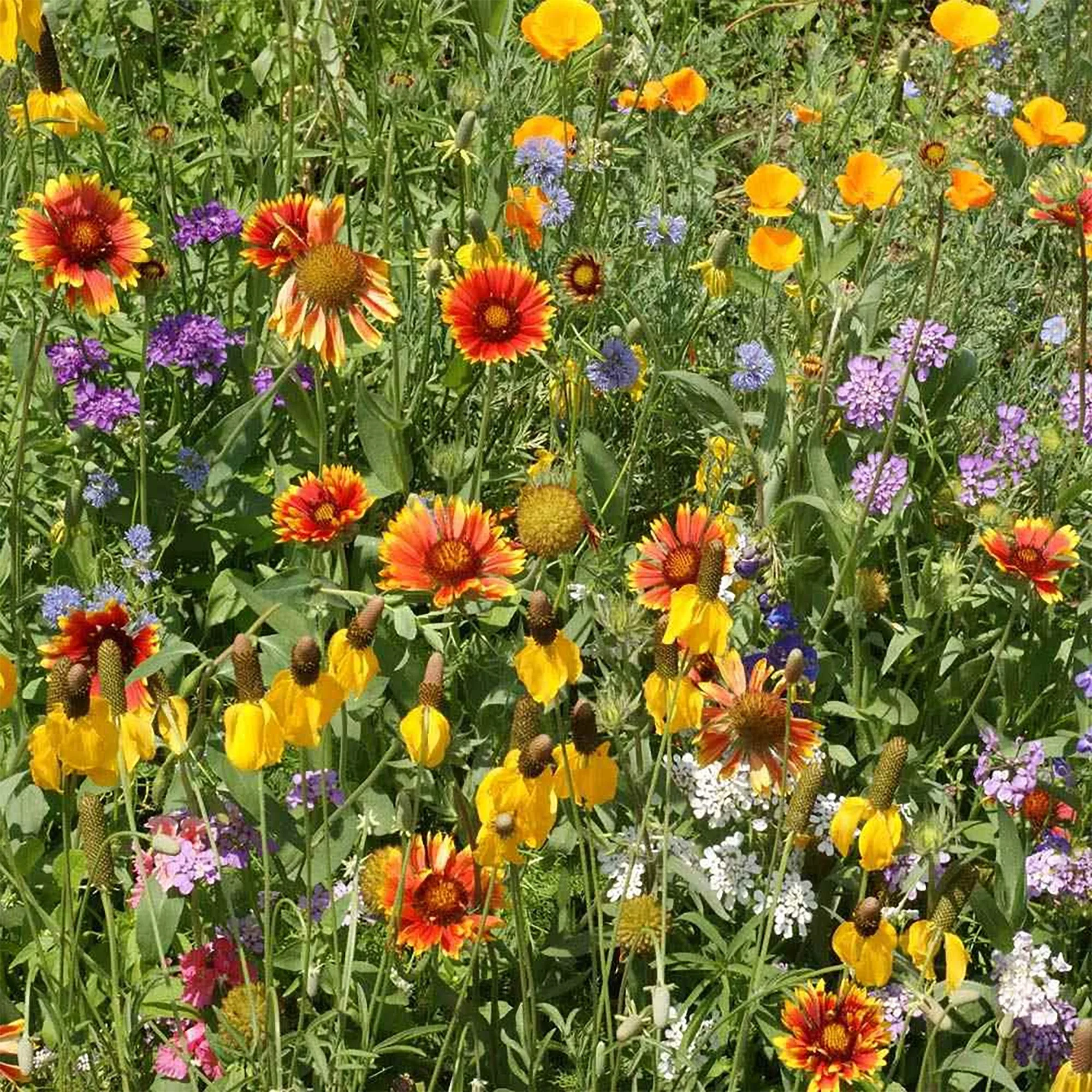 sw wildflowers 01.jpg