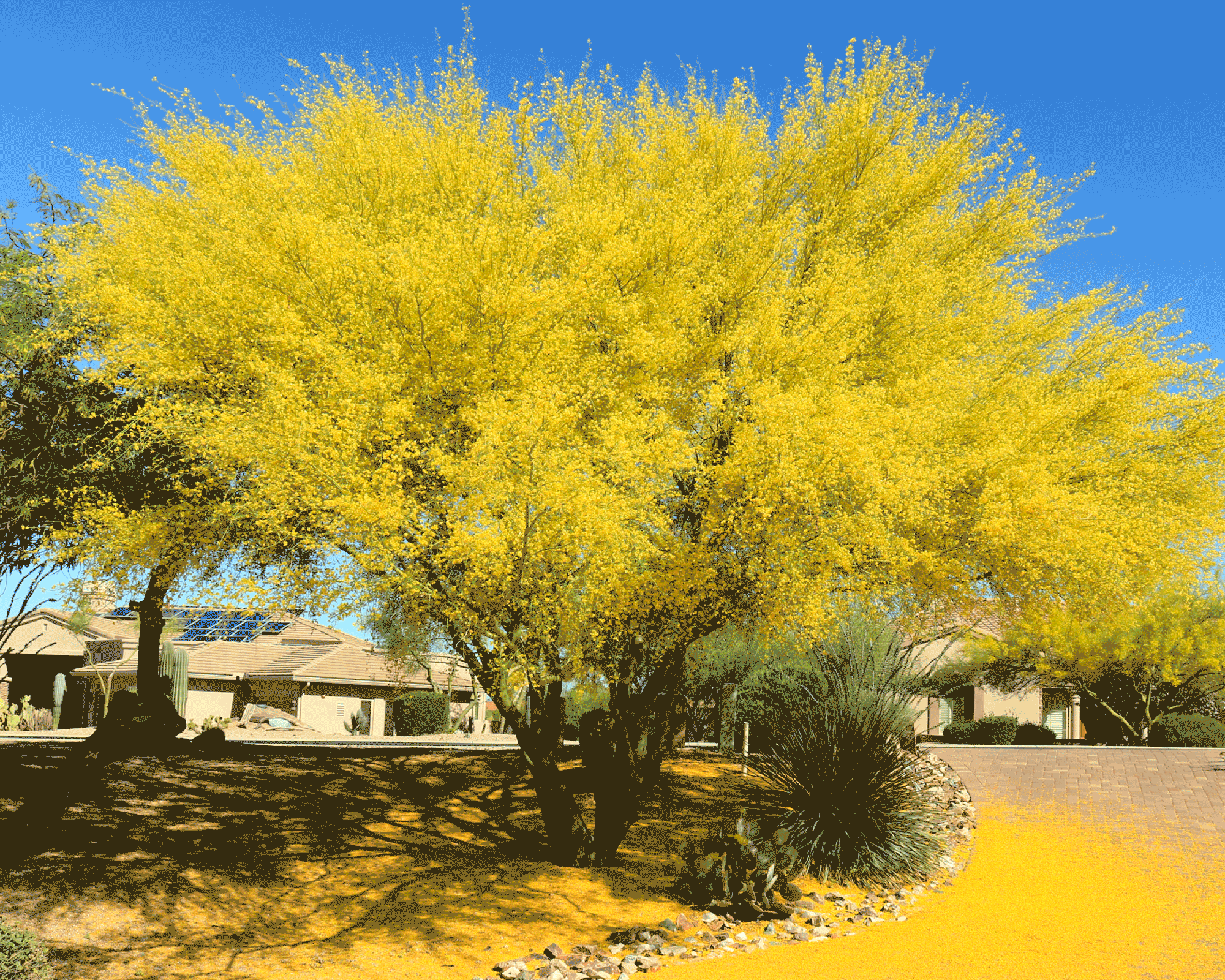 Parkinsonia florida 07.png