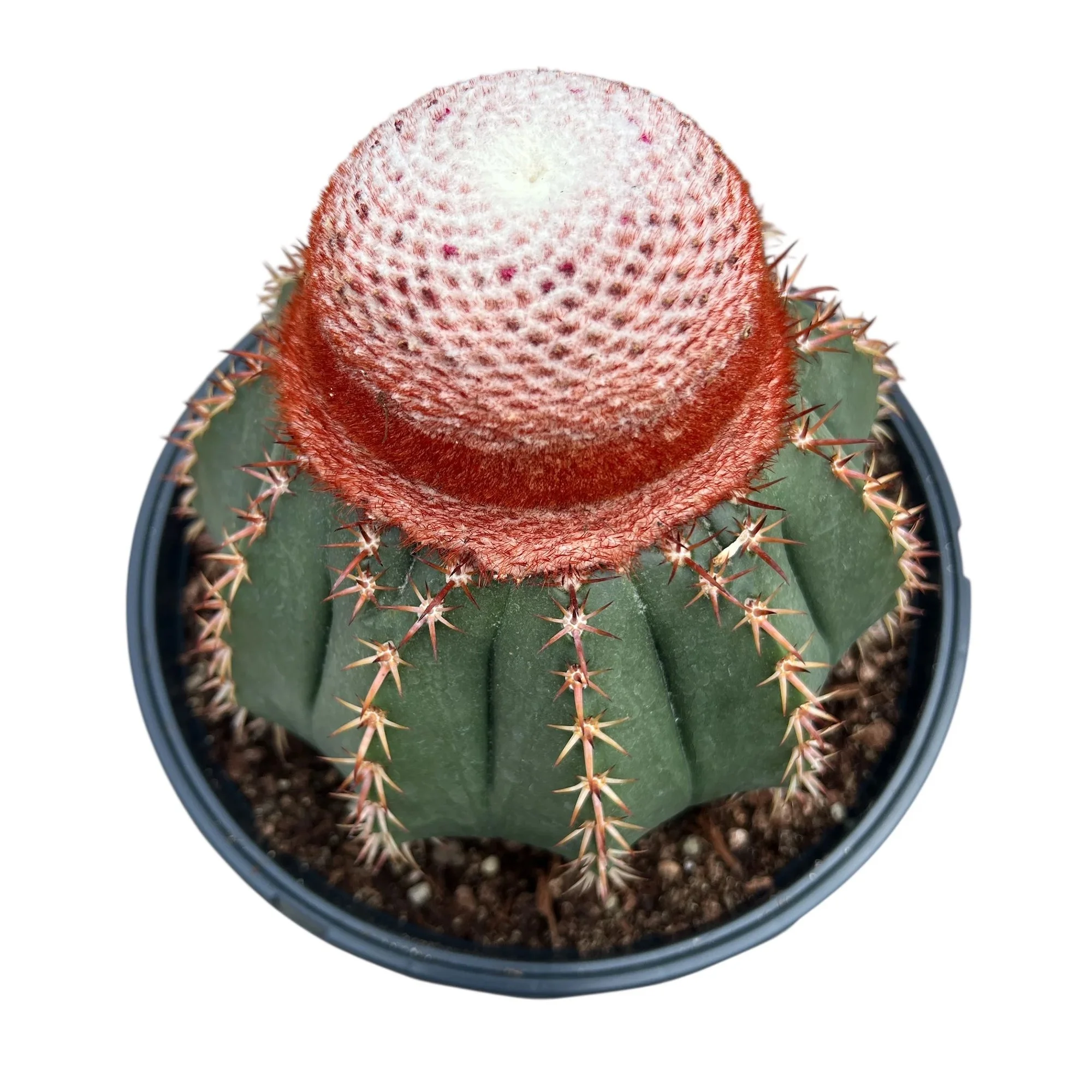 Melocactus conoideus 02.jpg