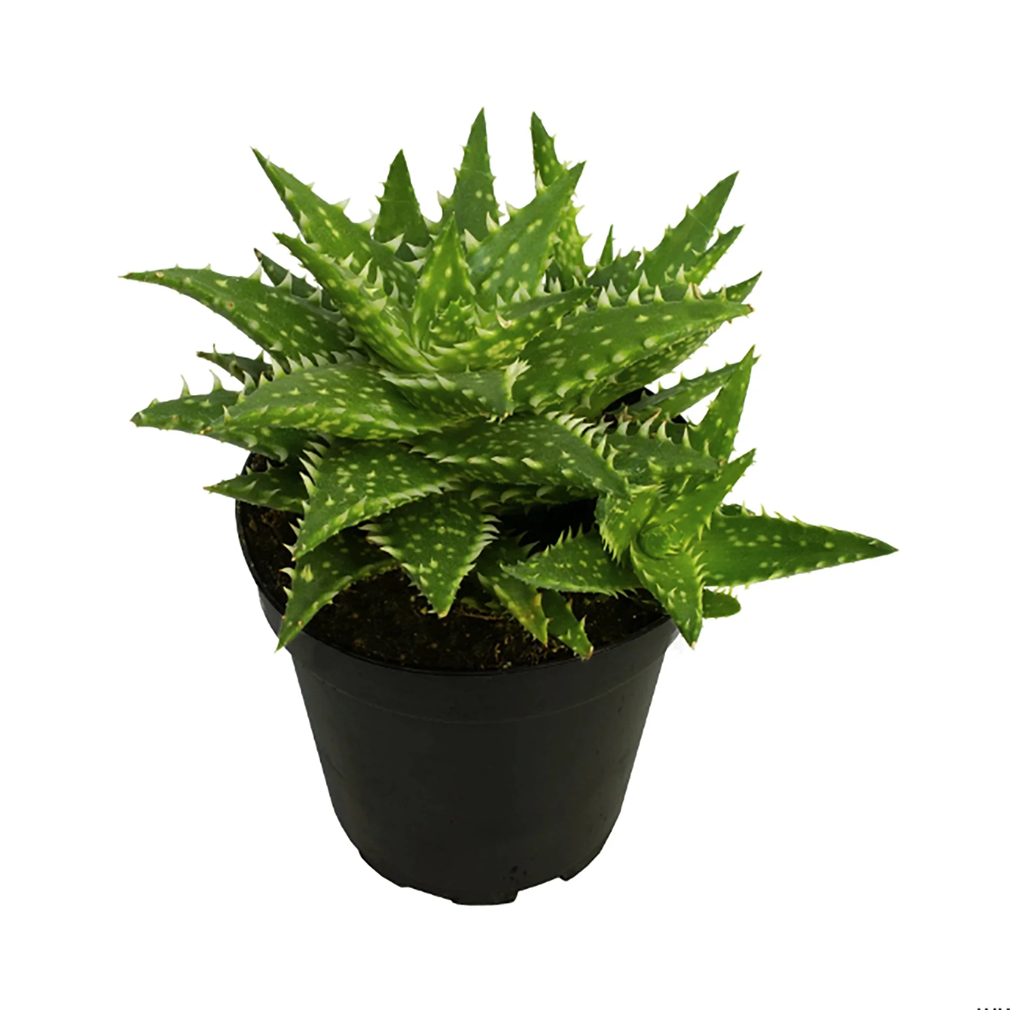 Aloe minnie belle 01.jpg