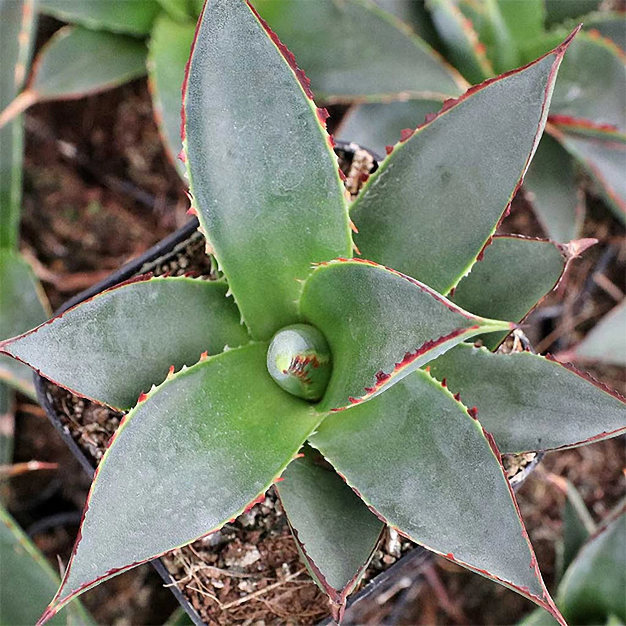 Agave 'Blue Glow' (Blue Glow Agave)