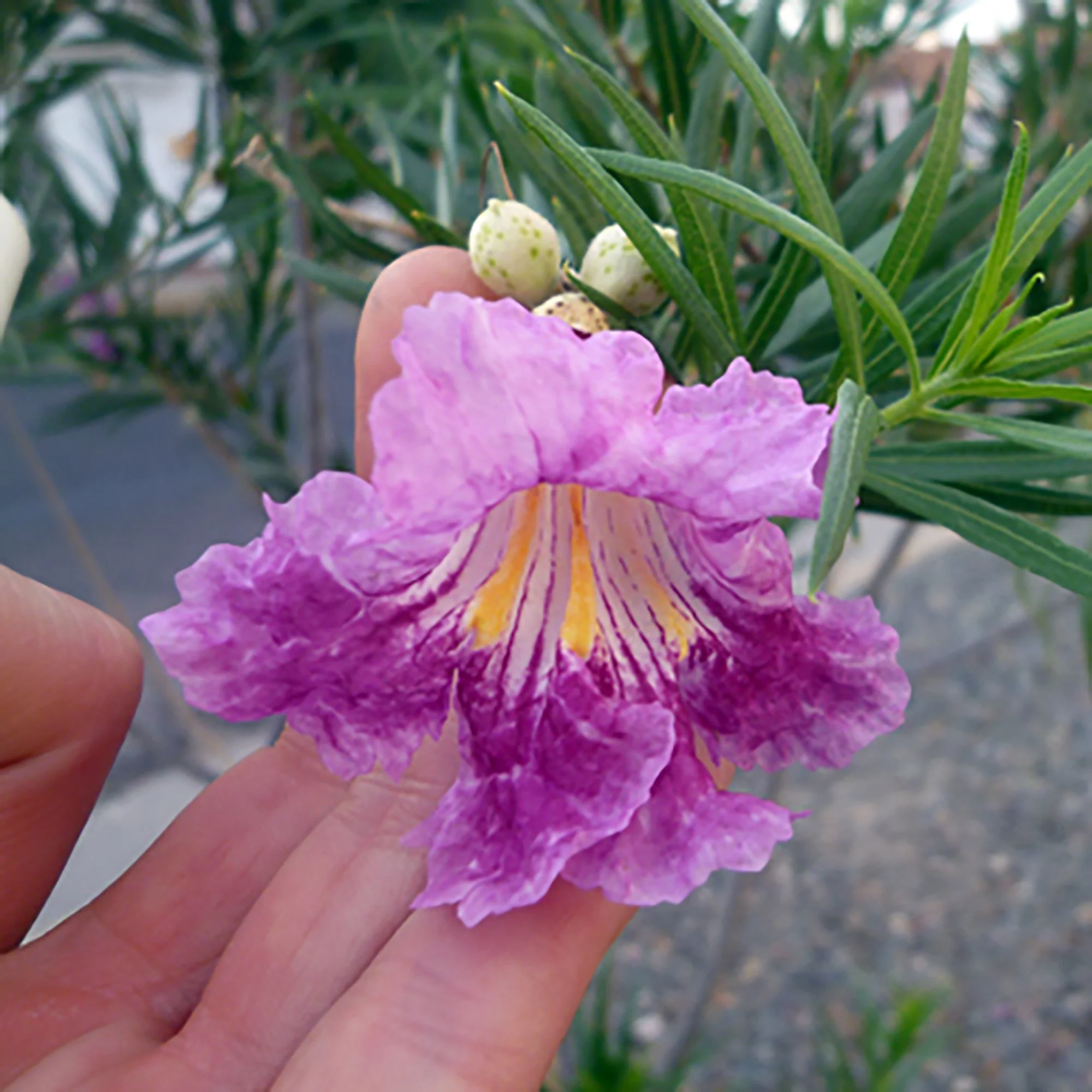 Chilopsis linearis (Desert Willow) Seeds