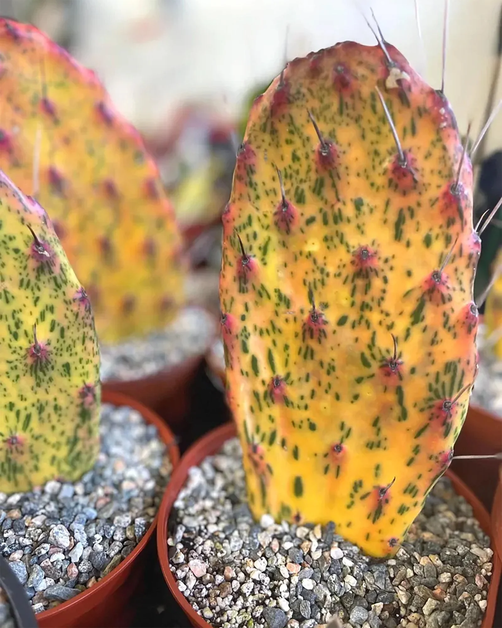 Opuntia sunburst variegata 03.jpg