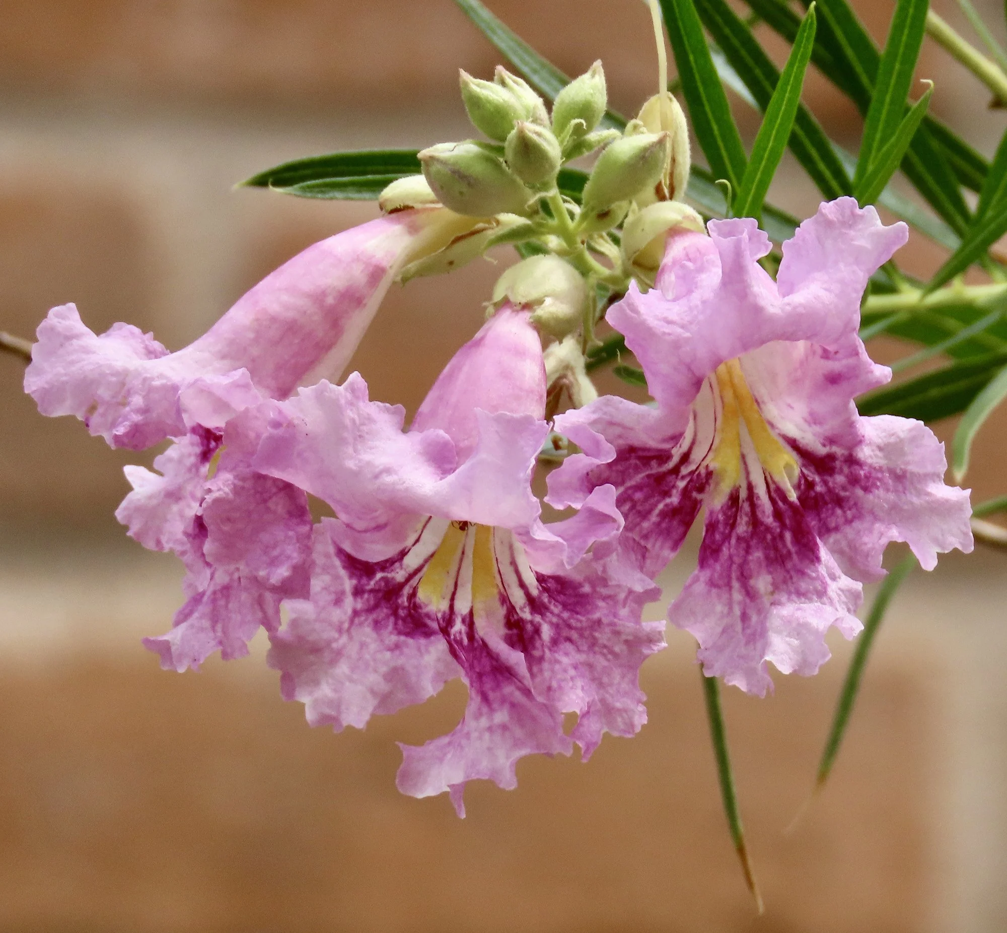 chilopsis linearis 02.jpg