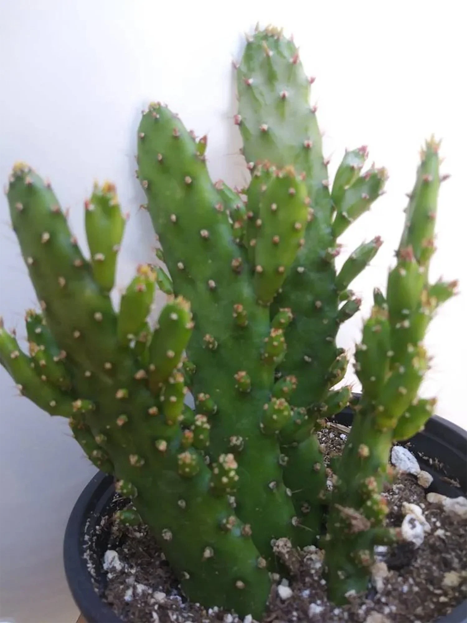 opuntia monocantha maverick 02.jpg