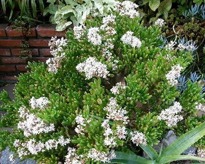 Crassula ovata ‘Gollum’ (Gollum Jade)