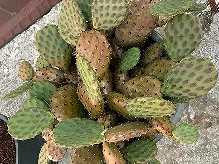 Opuntia decumbens (Decumbent Prickly Pear)