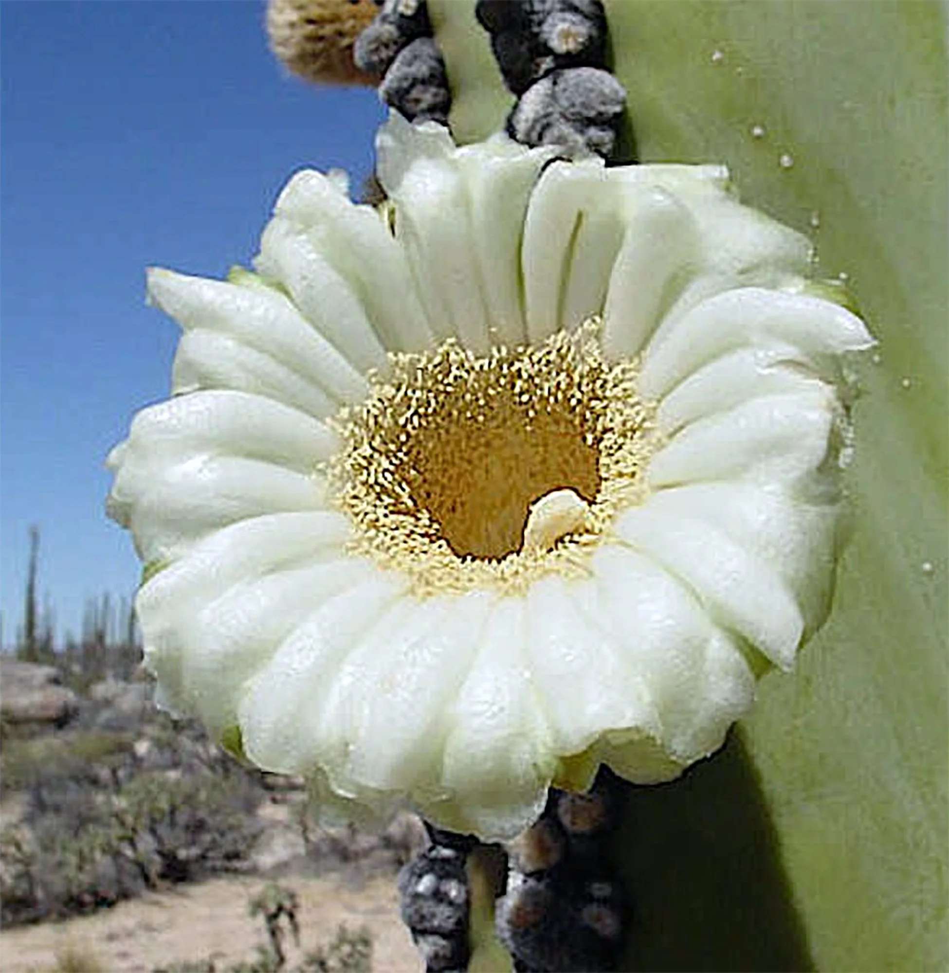 Pachycereus pringlei 01.jpg