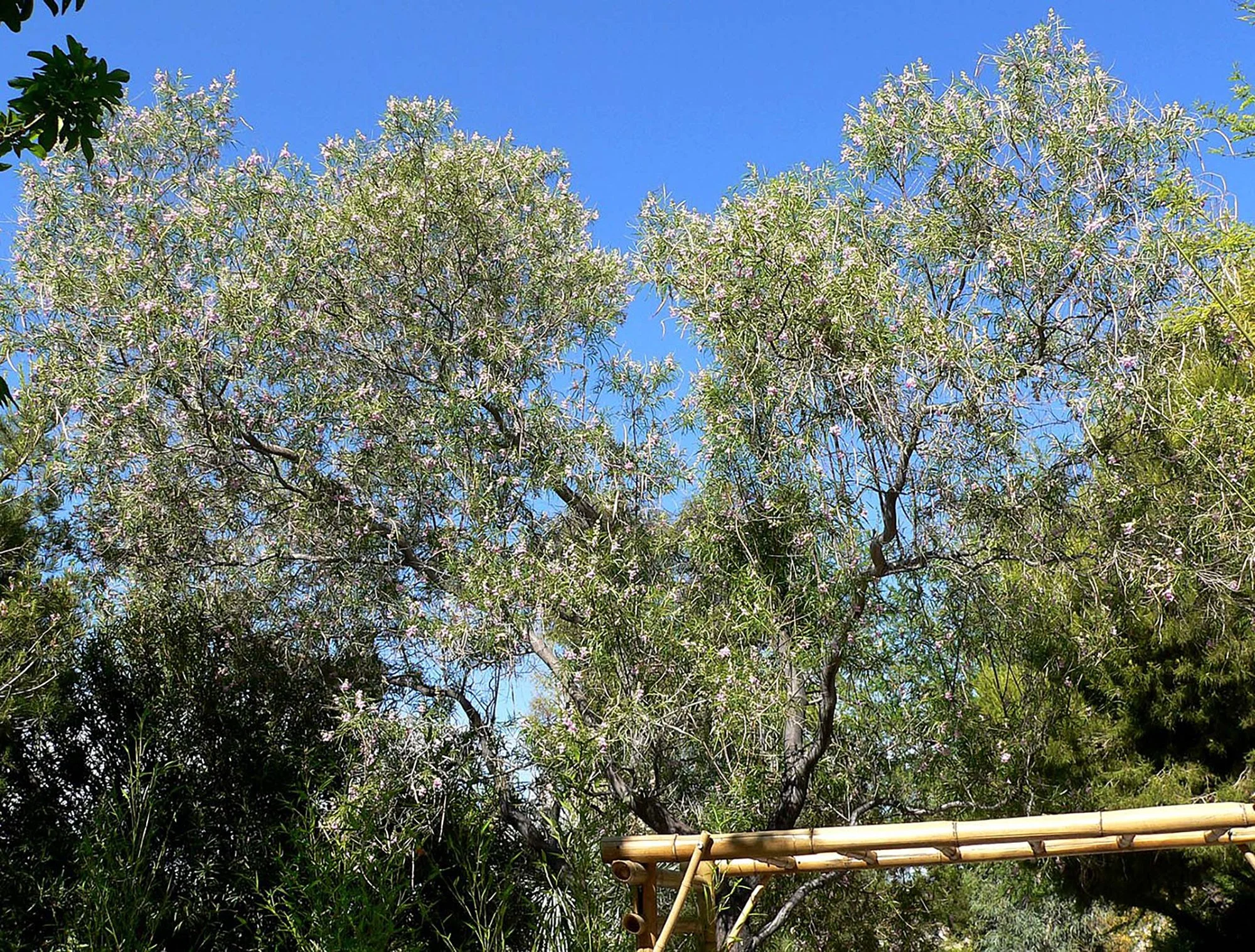 chilopsis linearis 05.jpg