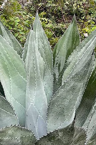 Agave inaequidens ‘Ashy White’ (Ashy White Agave)