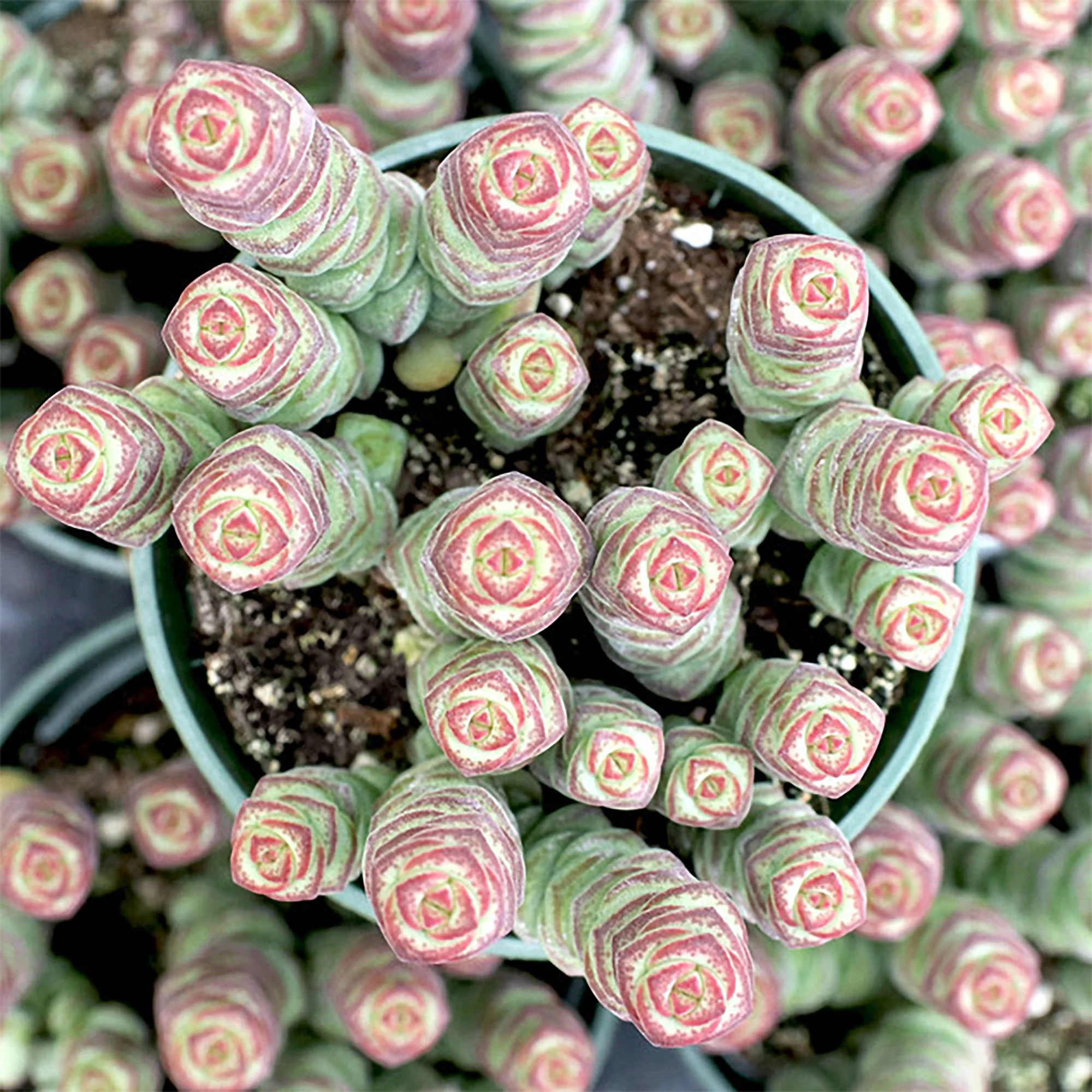 Crassula 'Baby's Necklace' 02.jpg