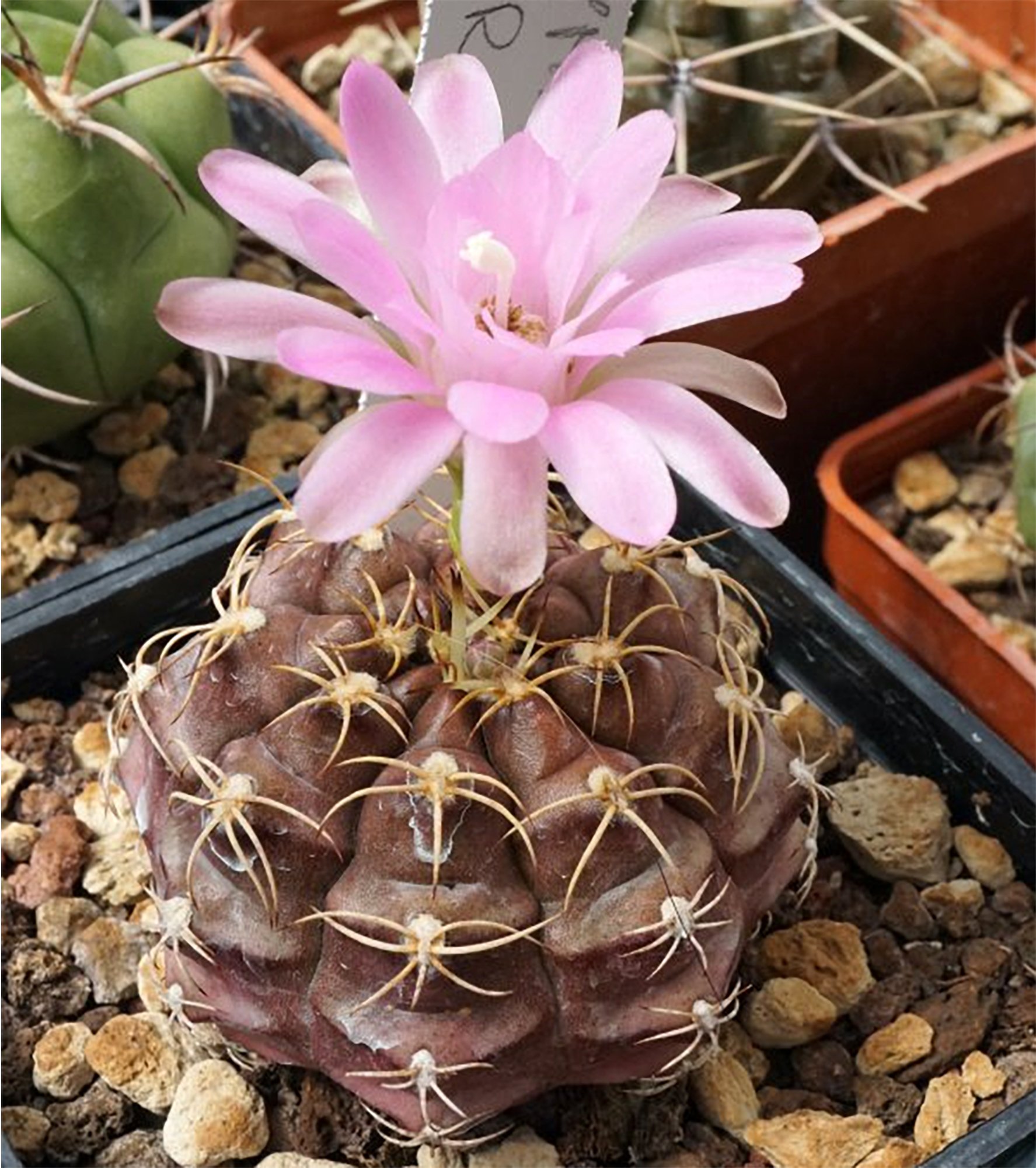 Gymnocalycium rotundulum 04.jpg