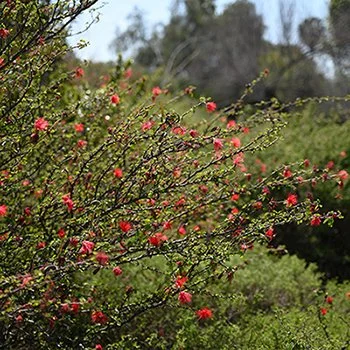 Calliandra californica 03.jpg