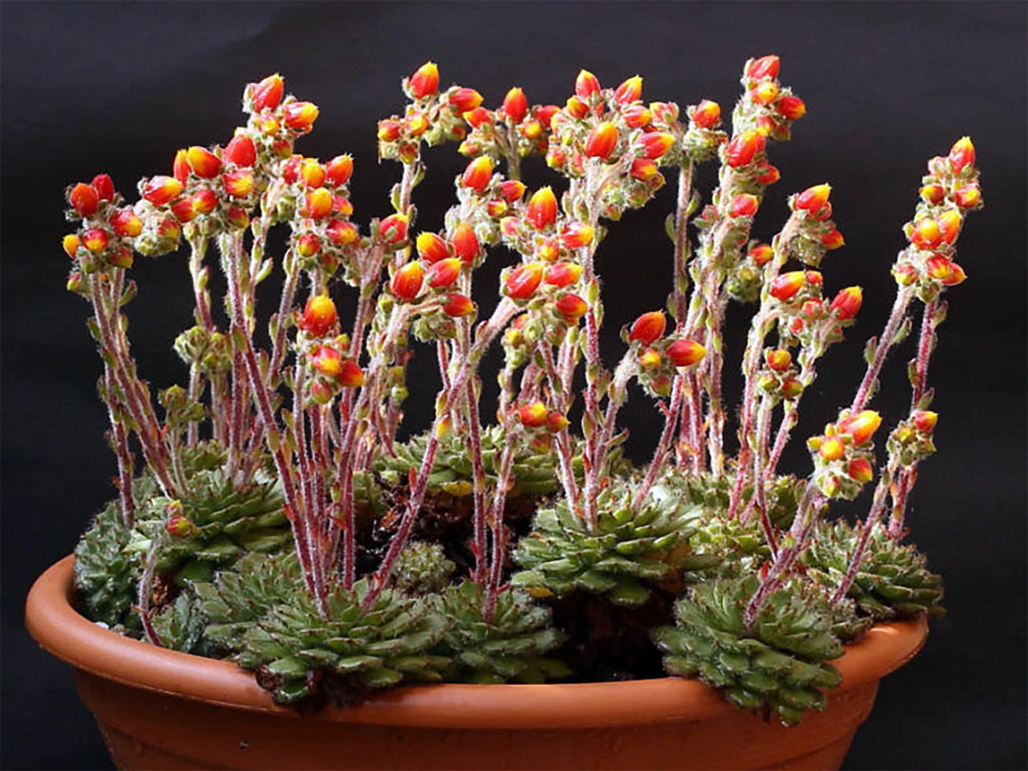 Echeveria setosa var. deminuta 03.jpg