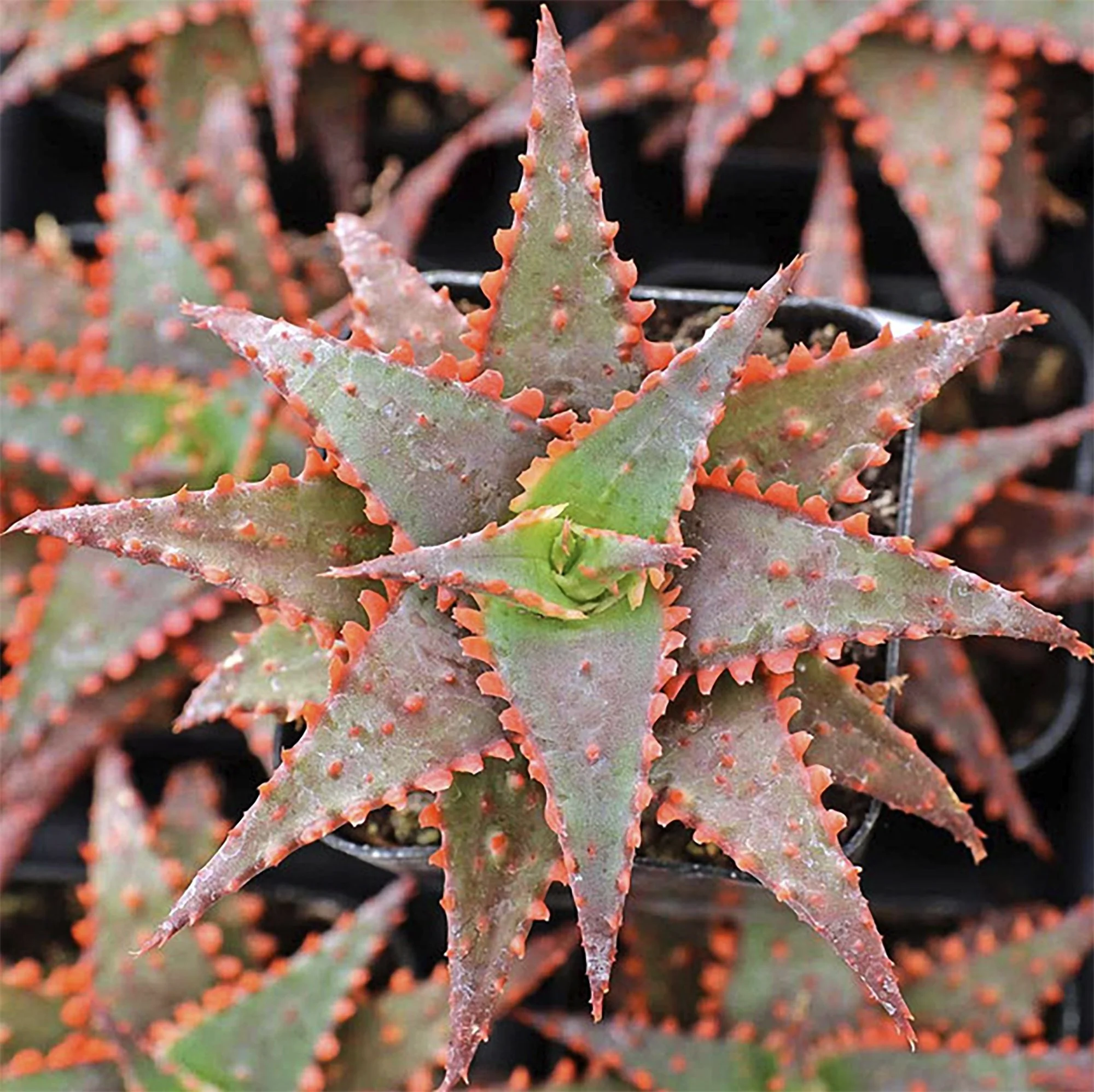 aloe christmas sleigh 03.jpg