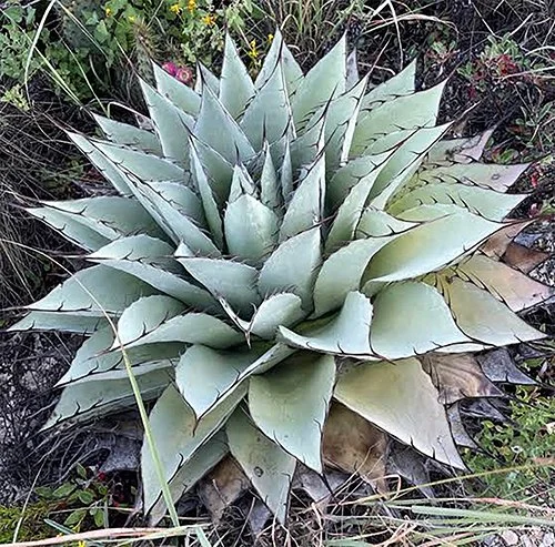 Agave parryi ‘Azul Monterrey’  (Azul Monterrey Agave)