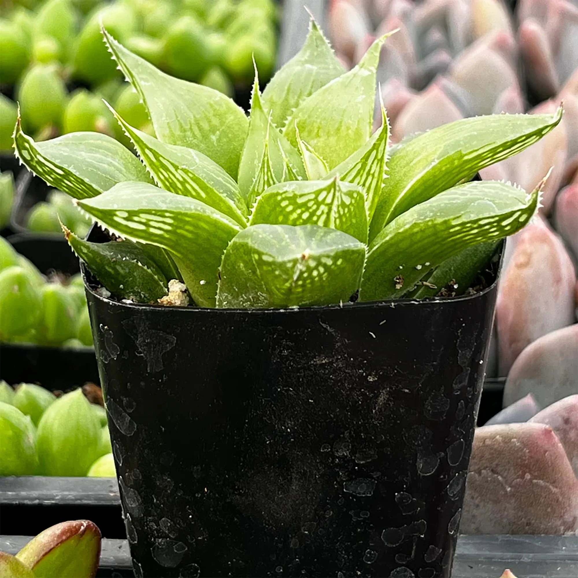 Haworthia retusa var. asuminata 02.jpg